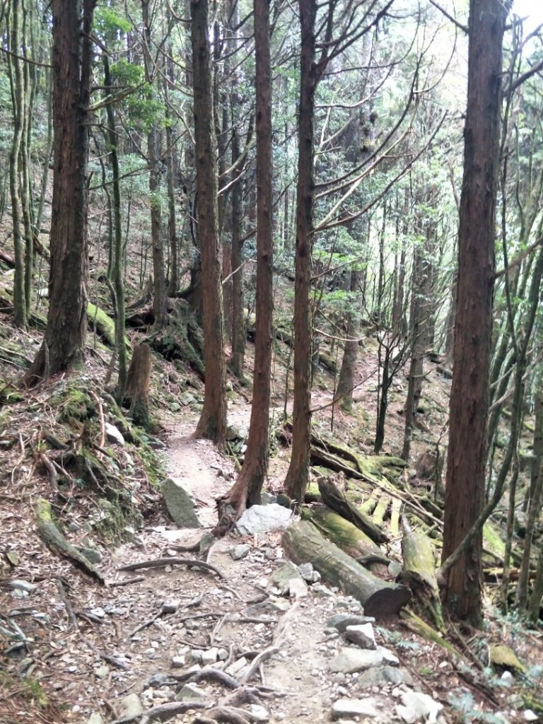 谷關七雄：八唐縱走(八仙山、唐麻丹山)_1507612