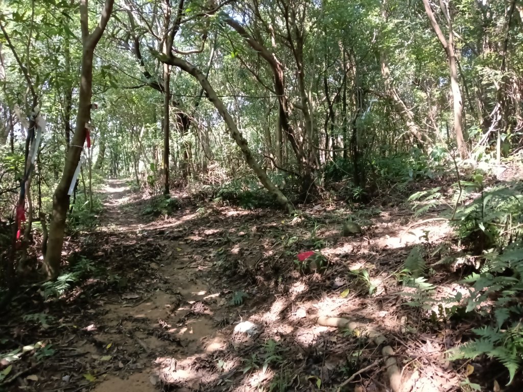 內湖區大丘田保甲路+開眼山+白石湖山+白石湖山東峰+大邱田山+消防山O型_2858877