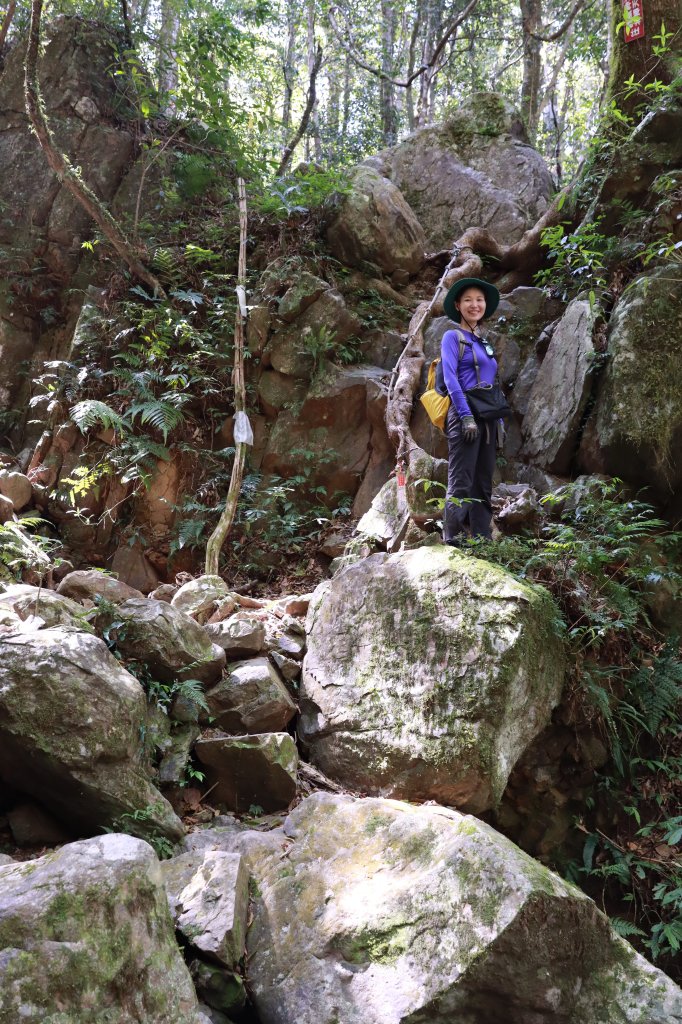 北插山腳散步之赫威神木群_2757673