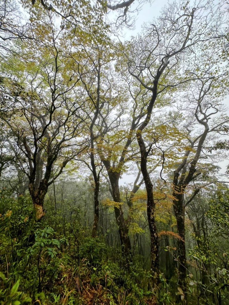 卡保石壁一葉蘭（耘夢谷上逐鹿山下O走）_2809558