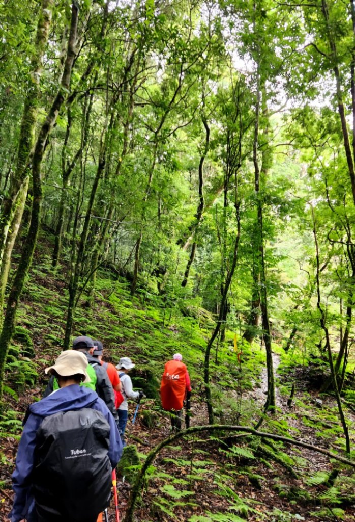 【中級山縱走】觀雪縱走（雪見大板根，仰天神木，北坑山，司馬限林道）_2741224