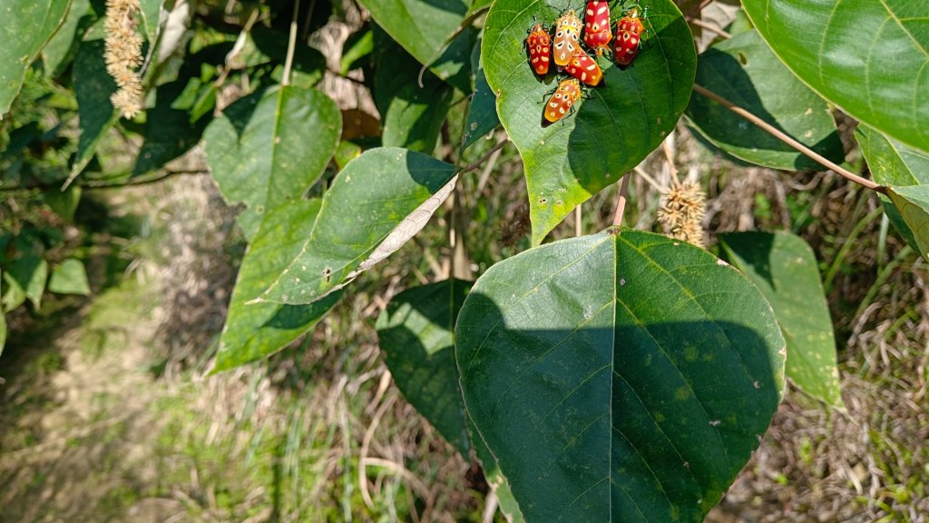 大橫屏山（南投小百岳）_1959456