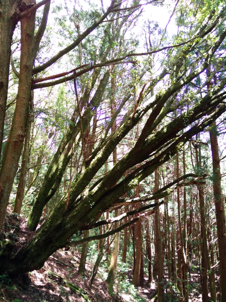 檜山巨木群步道_53594