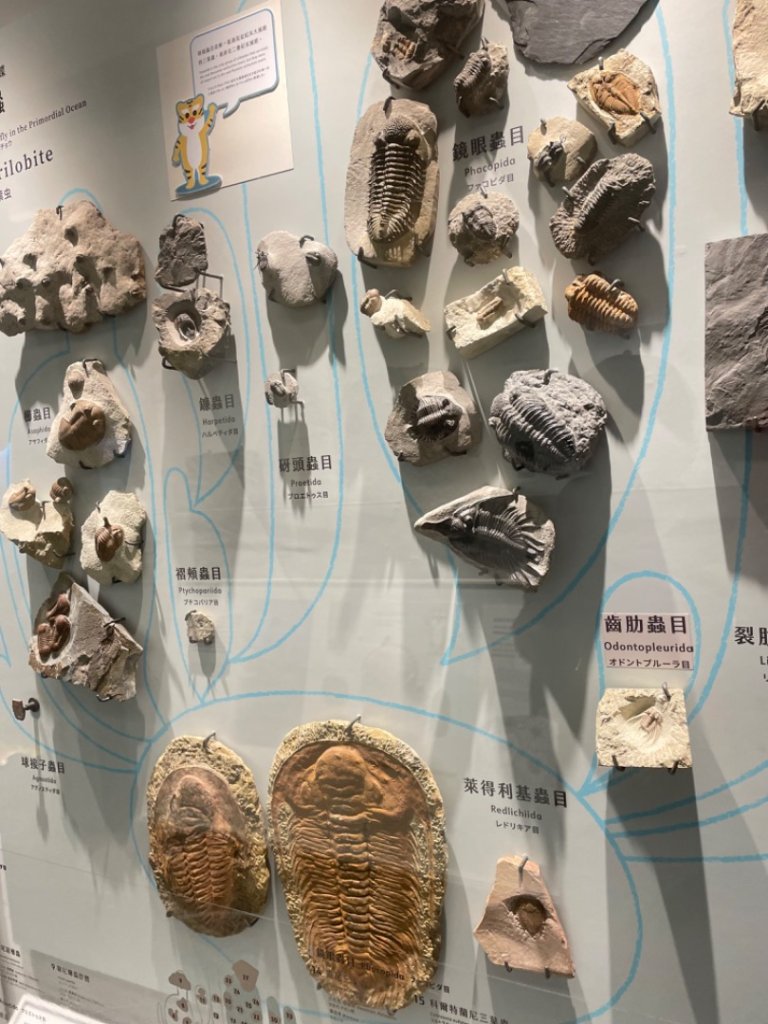 雨天備案💙 台灣博物館的古生代館-台大動植物館免費參觀-北投♨️季_2799000