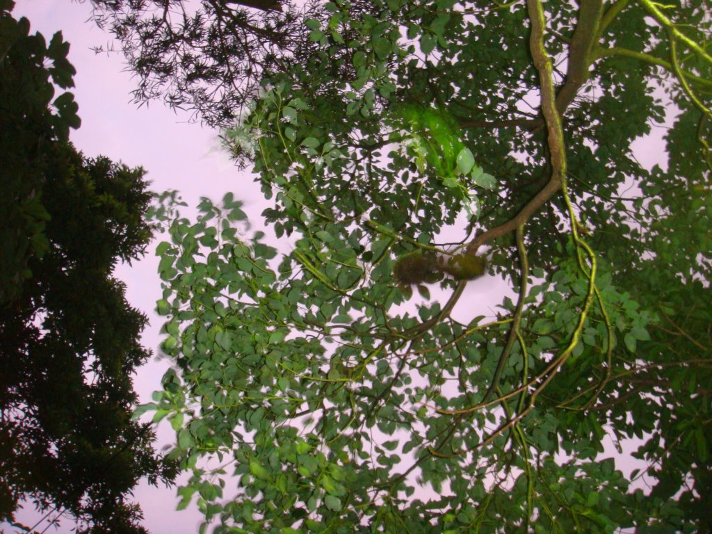 劍潭山親山步道_1792791