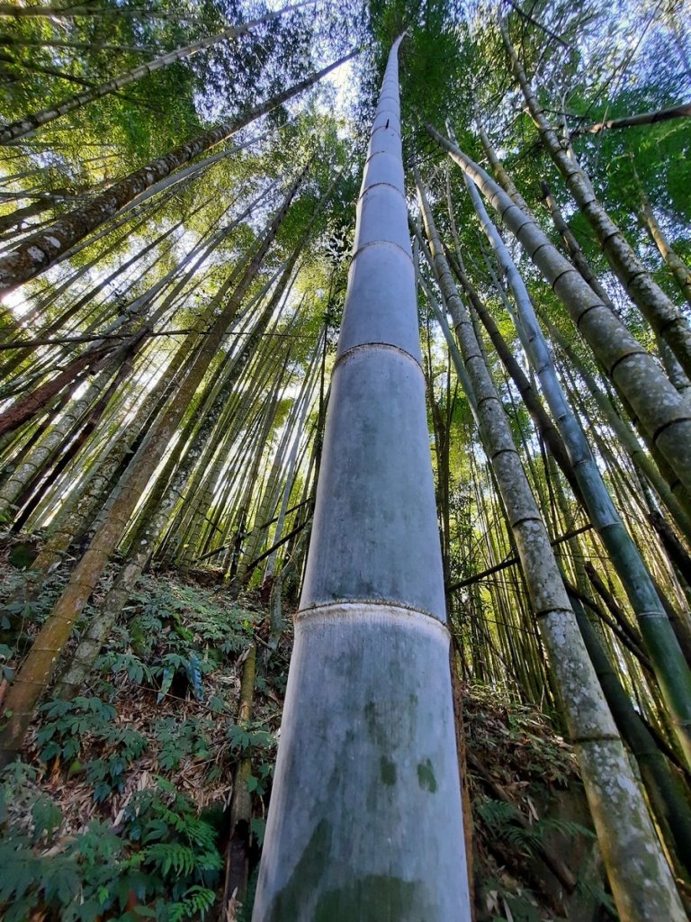 《嘉義》靜謐森林｜迷糊步道+福山古道20210123_1245314