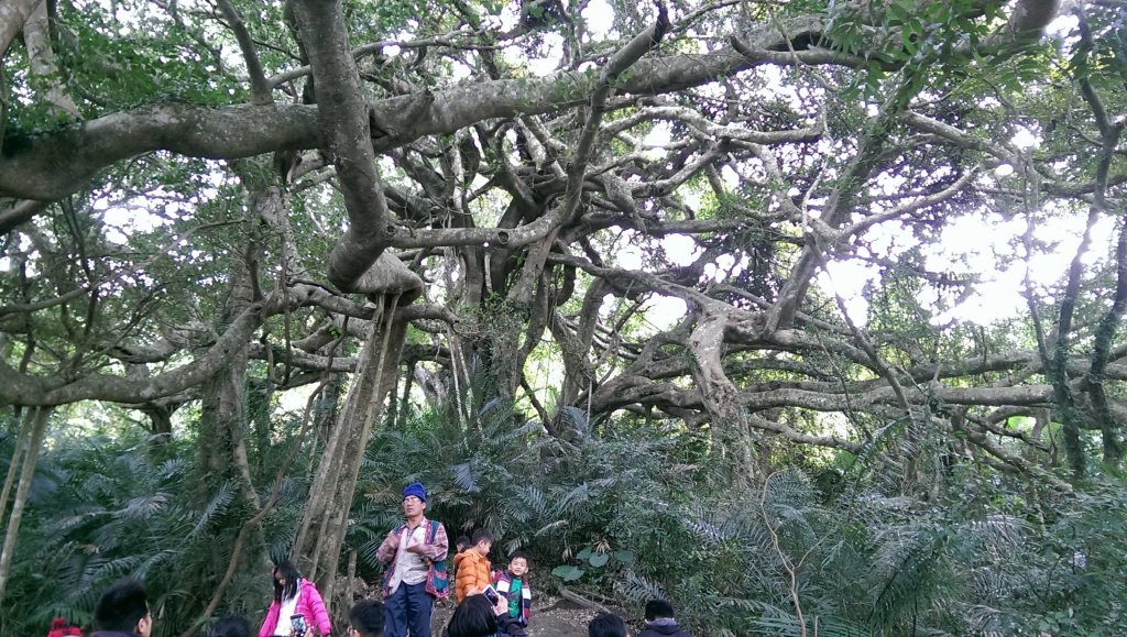 台東延平-鸞山森林博物館_475502