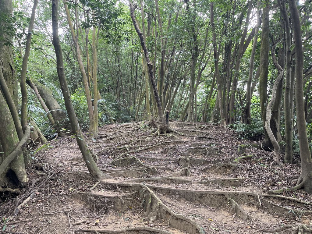 [微笑山線_第三段] 2025_0720 鳶山山系_鳶尾山封面圖