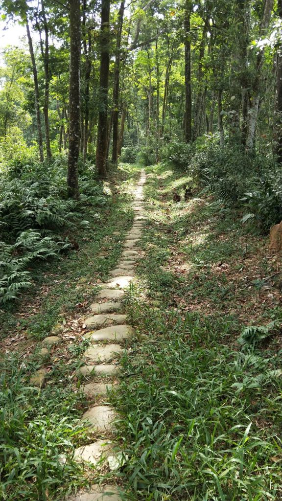 挑炭古道(三通嶺古道) 苗栗三義 2017 09 30_175362