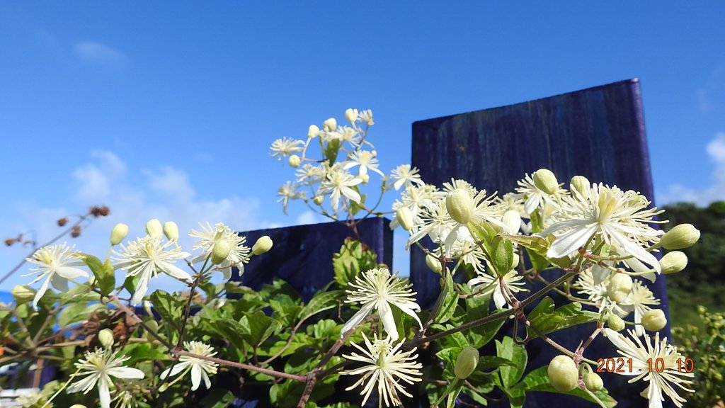 1雲山水花鳥蝶 - 新店四十份&坪林南山寺&坪雙路-桃源谷步道 2淡水三芝趴趴走_1483285