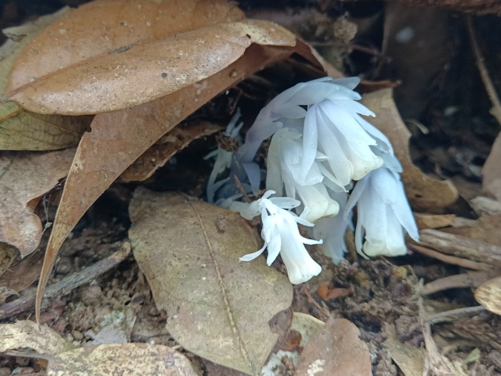 溪頭鳳凰山（米堤飯店香蕉園登山口）_2076421