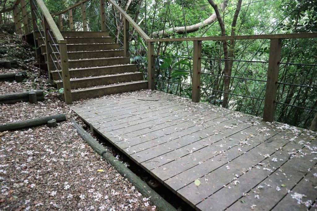 〔三芝〕桐花步道，〔淡水〕南瓜隧道_2139441