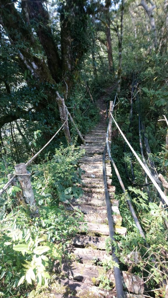 米羅山之木_292431