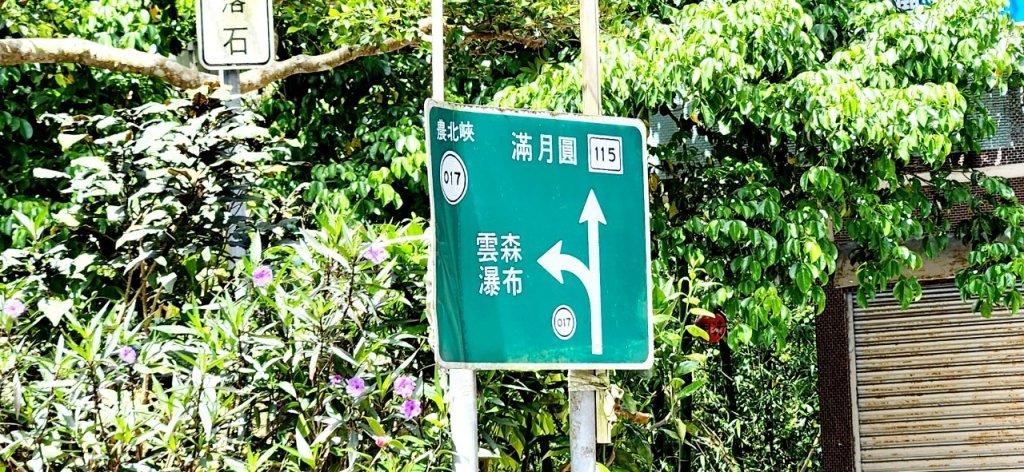 【中級山】與山毛櫸的邂逅，逐鹿山_2742650