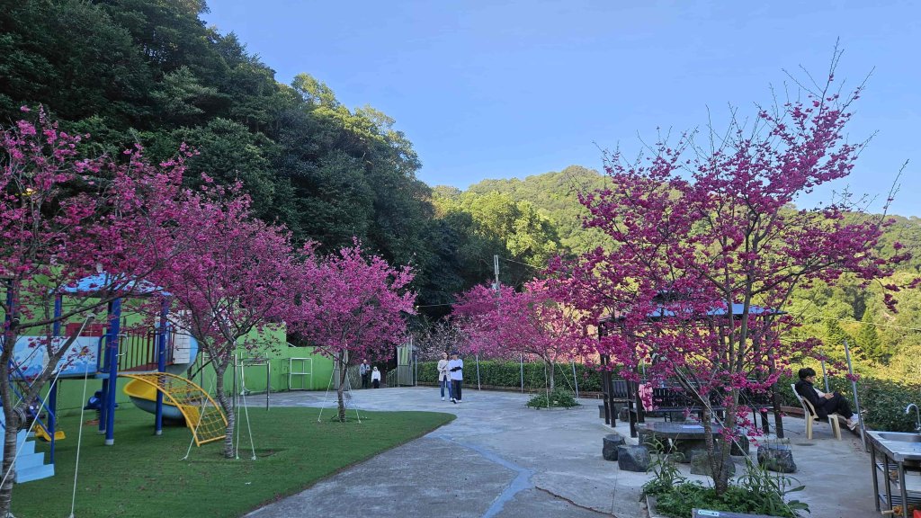 20260223石雲橋-元德寶宮賞櫻-大棟山_3004786