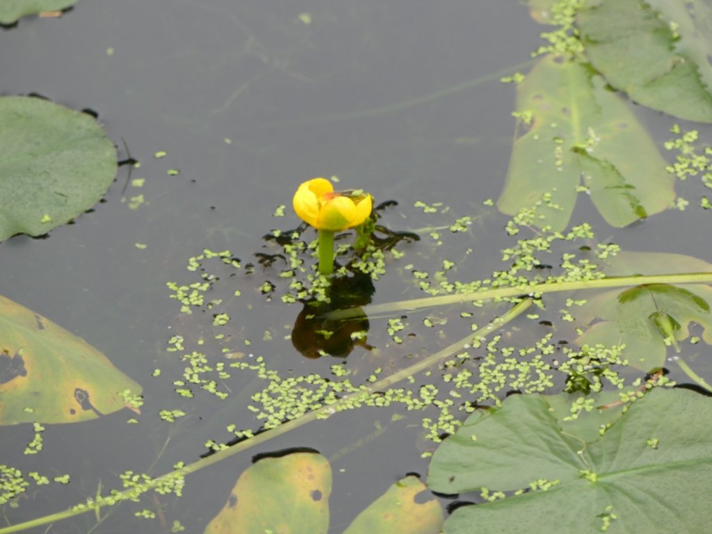 福山植物園_1224000