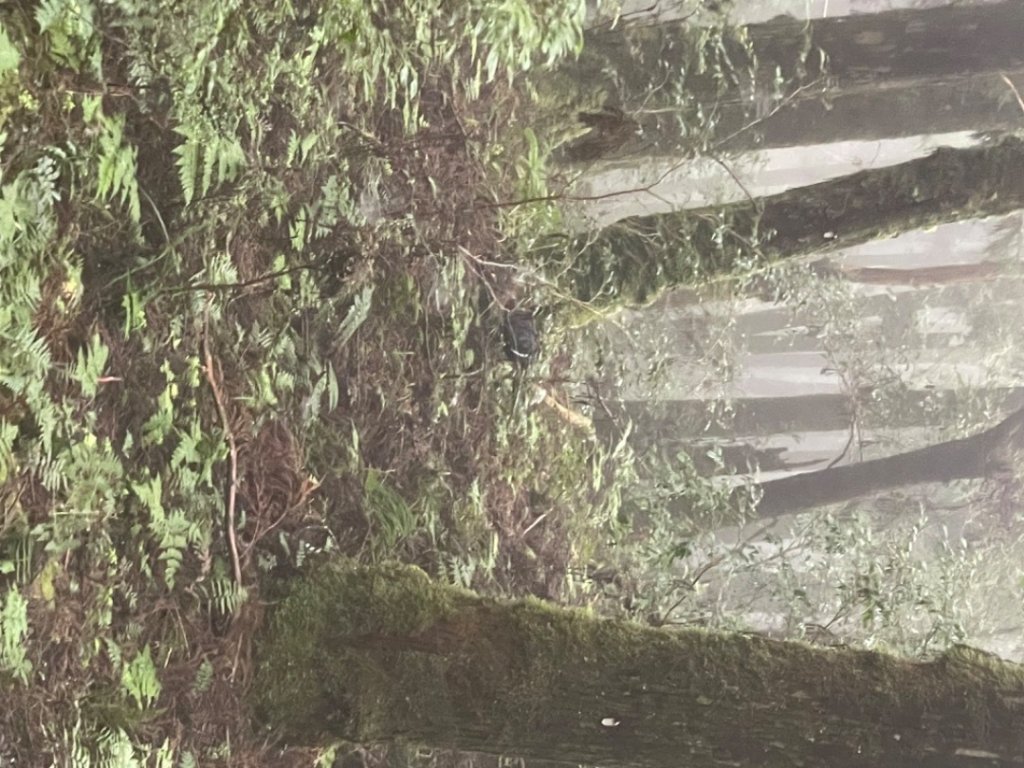 20231030-31太平山國家森林遊樂區_2425905