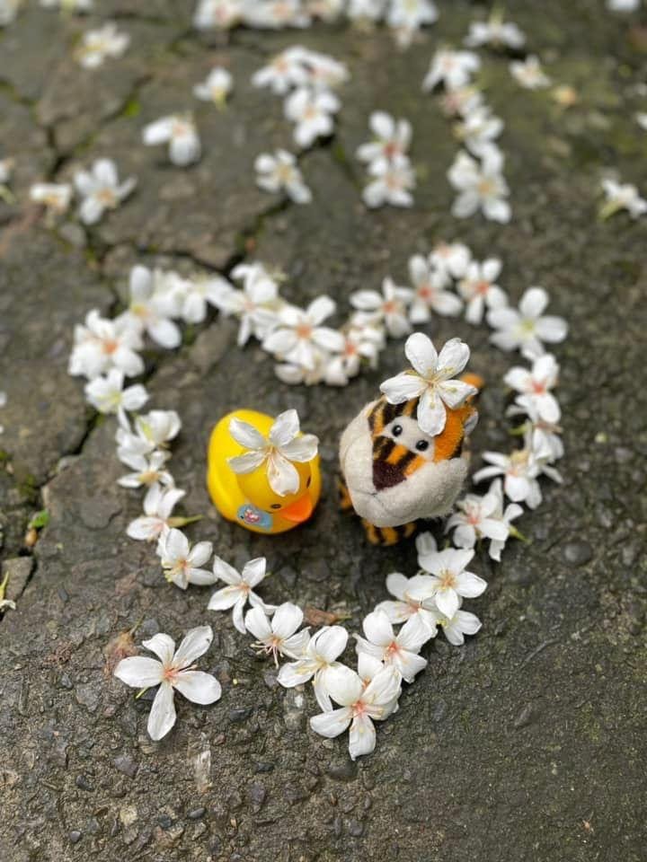 和小盆友們爬山的快樂時光❤️小獅山-和美山_2598095