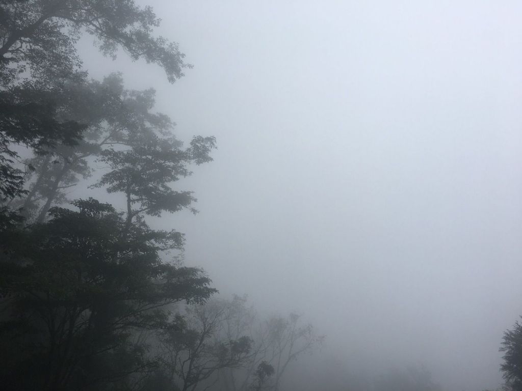 觀霧檜山巨木森林步道_171707