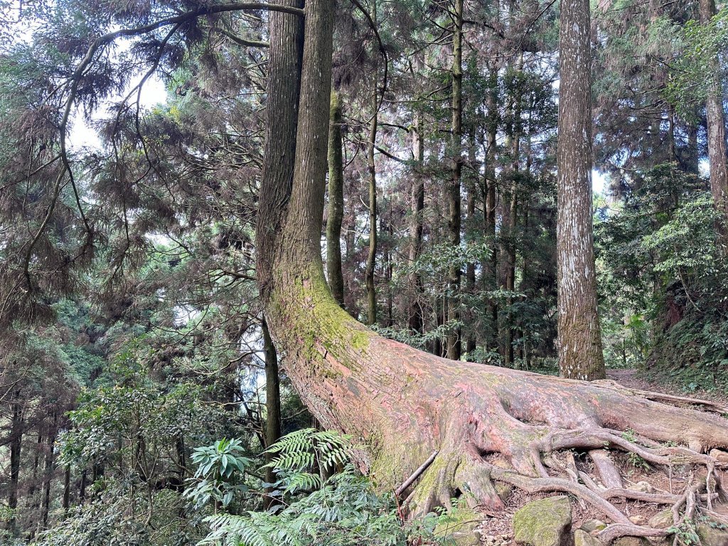 大凍山連走芙蓉山小O繞_2470525