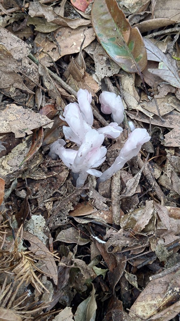 溪頭鳳凰山_2759191