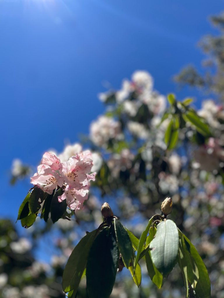 【健人HIKERS】兩天一夜玉山主峰、玉山西峰_2769127
