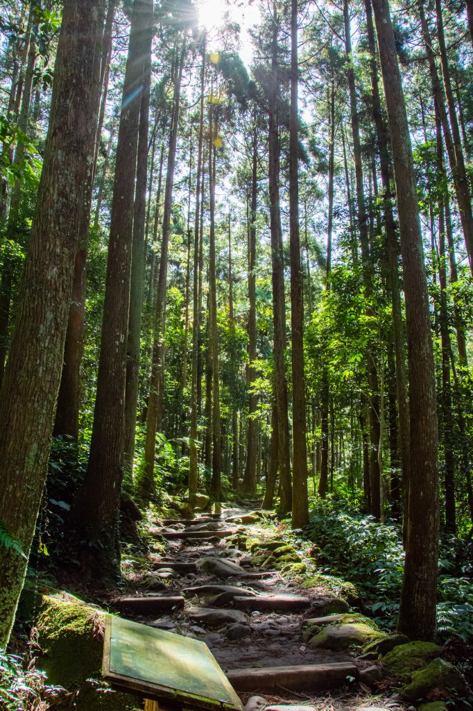 馬武督探索森林_2930688