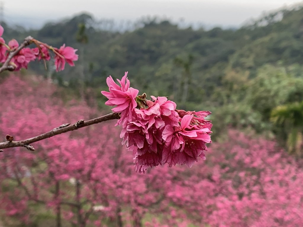 20240224嘉義半天岩山-尖凍山_2439802
