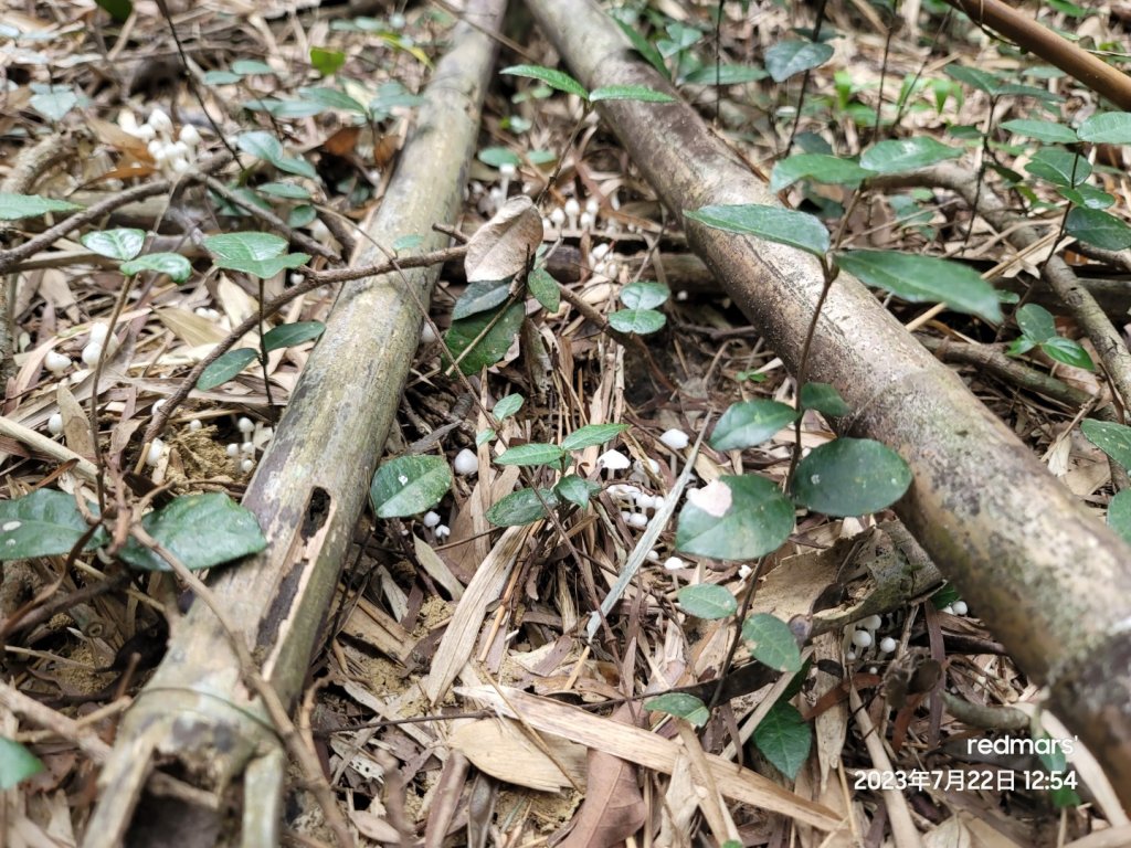 08-文林古道-20230722-2023森遊竹縣尋寶特攻隊_2261410