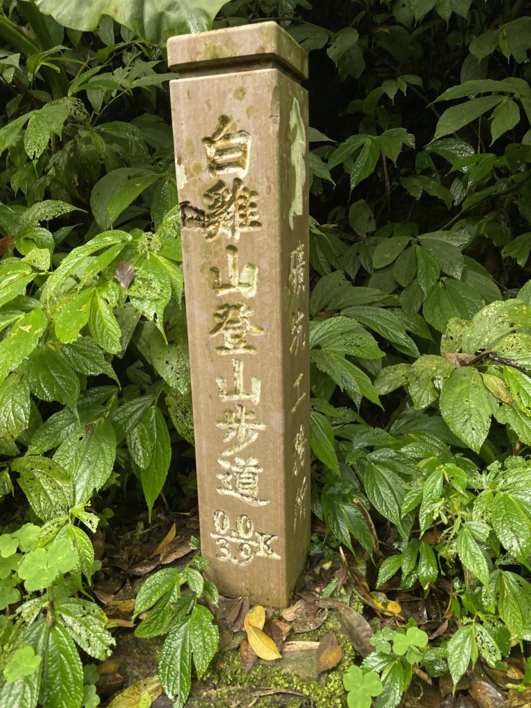 桐花紛飛白雞三山O型_1700637