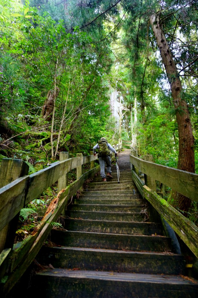 檜山巨木森林步道_481558