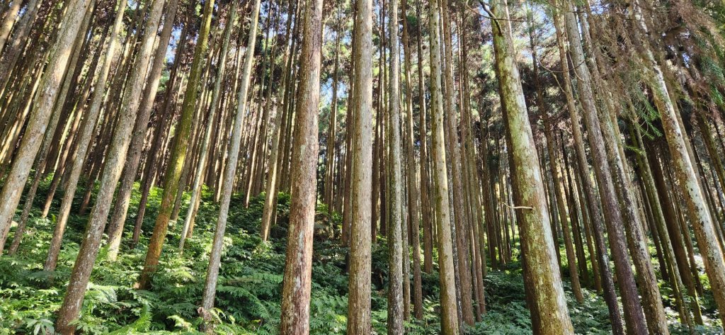 苗栗向天湖山，三角湖山，光天高山，新竹青蛙石步道_1979308