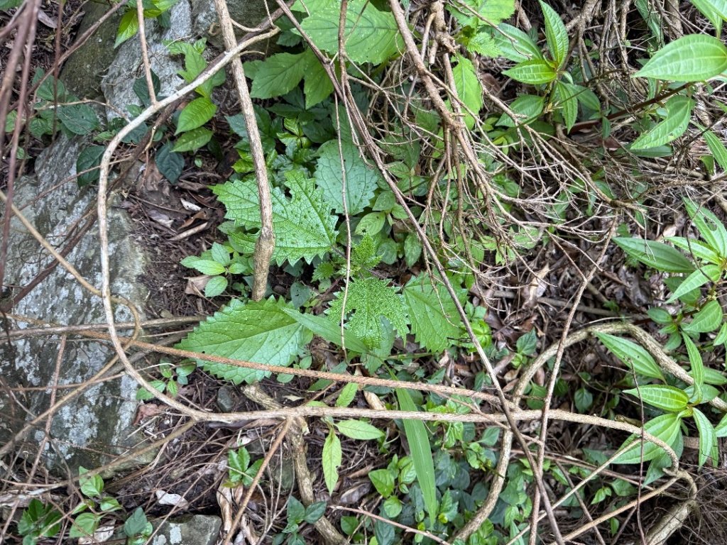 1141122特富野古道_2945791