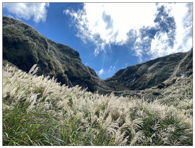七星山步道、芒花搖曳封面圖