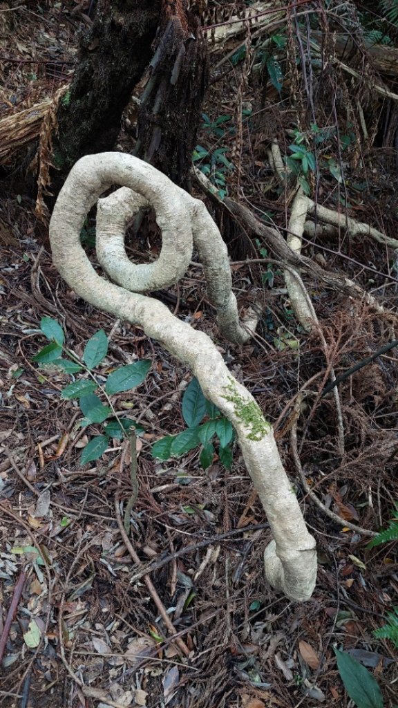 桃園復興金牌縱走_2763271