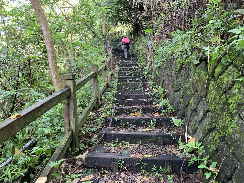 蟲鳴水聲巨石坂 里美避難步道 2019_612157