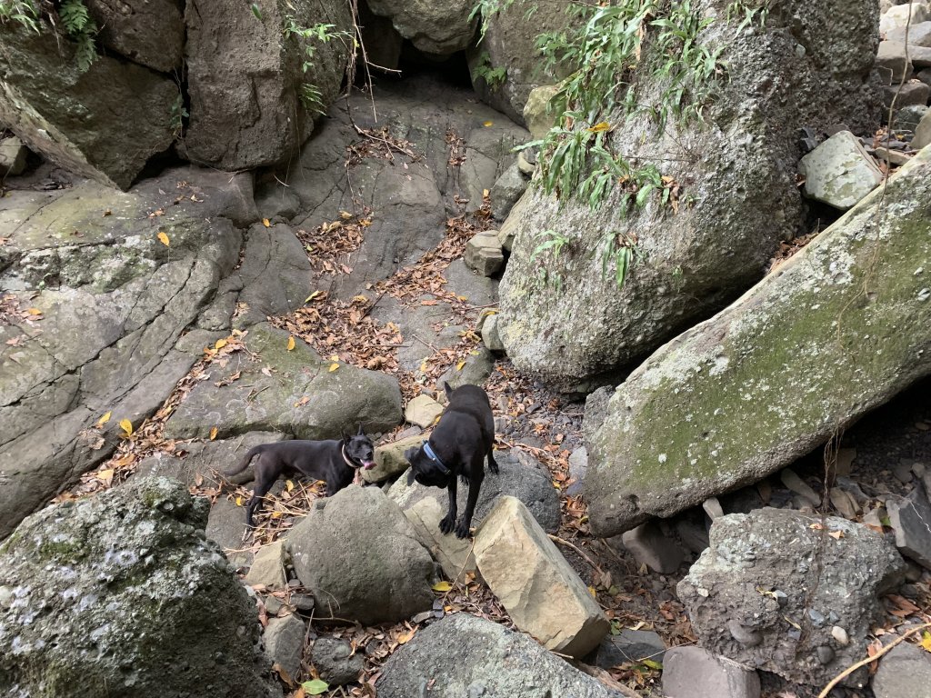 20260124屏東老佛山-老佛山南峰_2992237