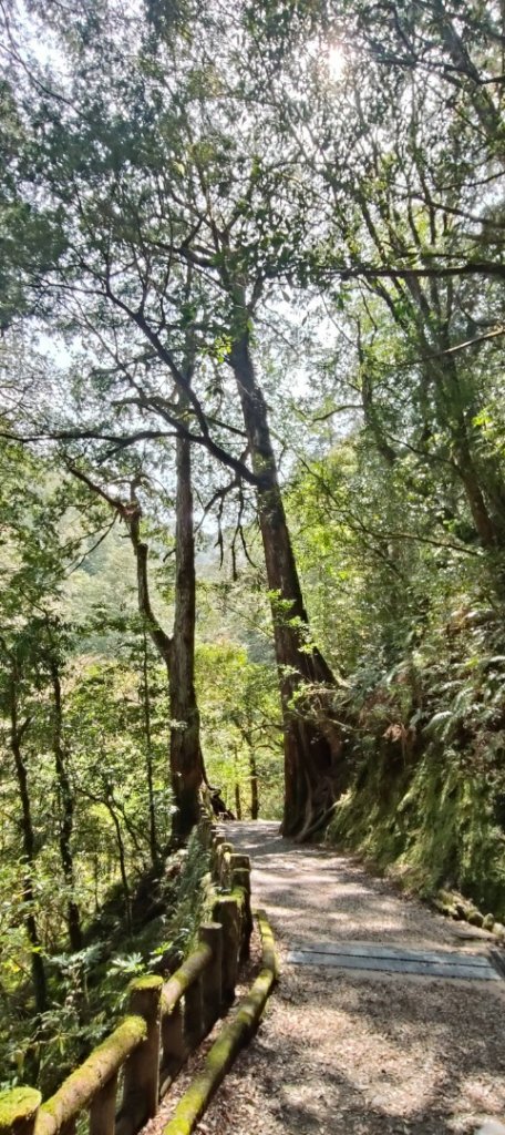 拉拉山國家森林遊樂區_2752208