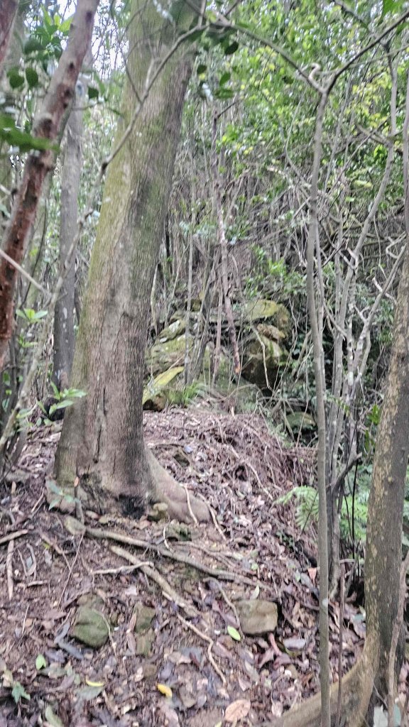 20260203石頭厝山-如意湖-彩虹橋稜線封面圖