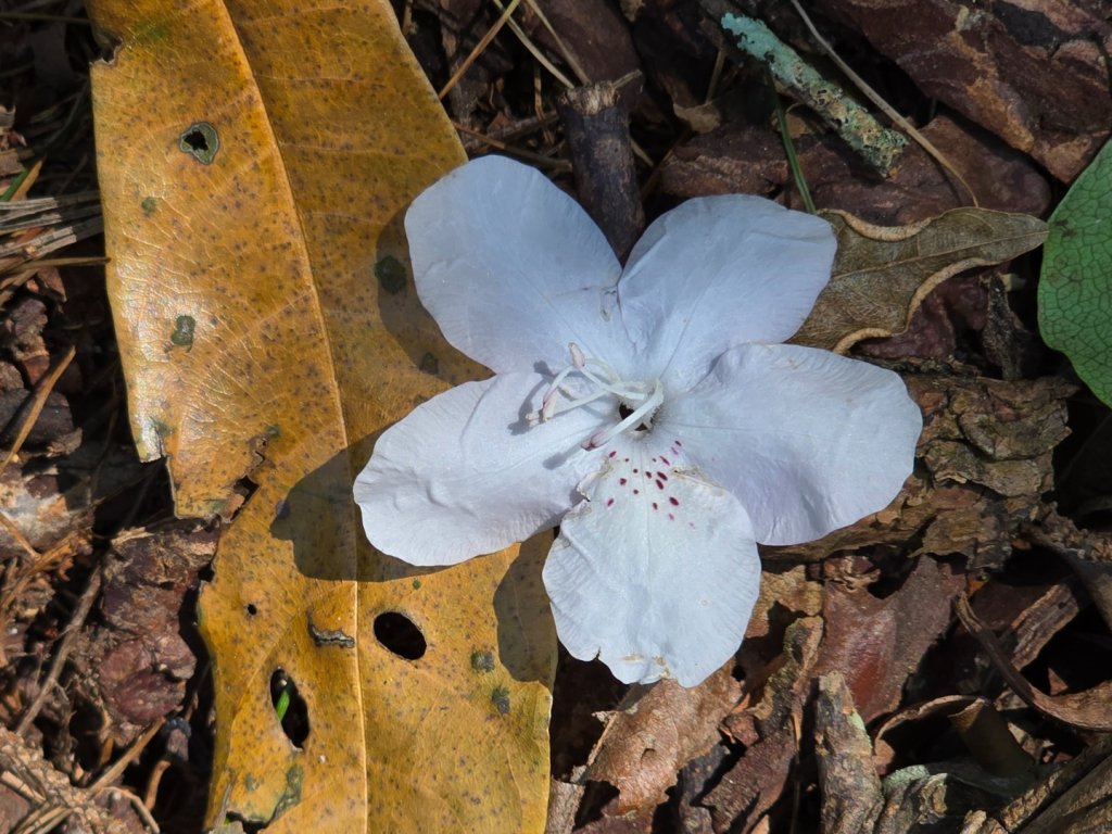 谷關松鶴橋對面的德芙蘭生態步道順登東卯山西南峰_2748313
