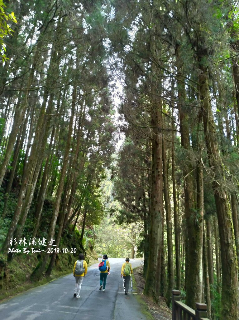 杉林溪森林健走20181020_448334