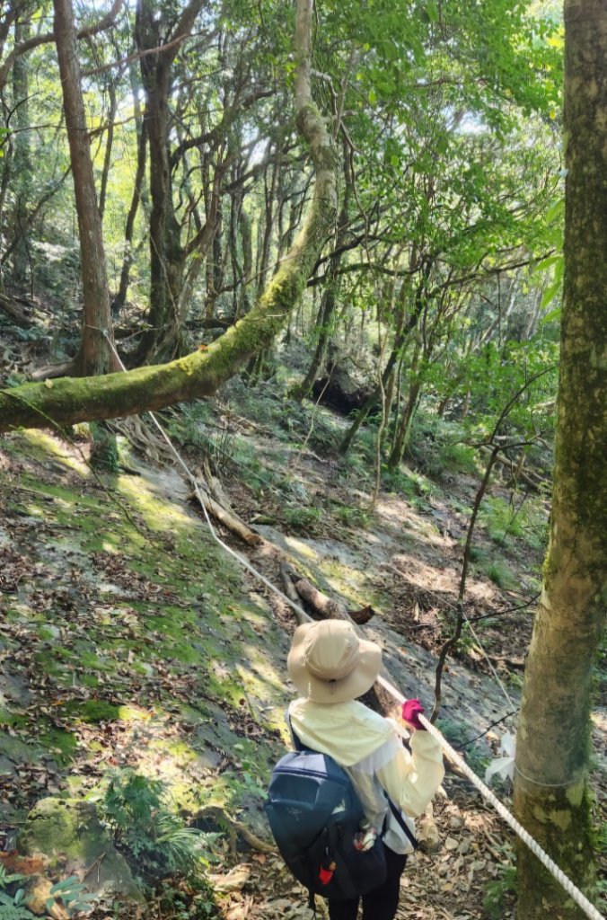 【中級山】插天山的奇幻世界，赫威山，赫威神木群步道_2741273