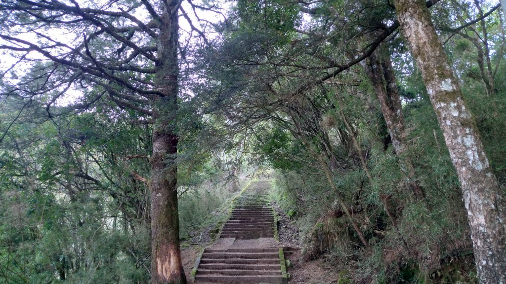 嘉義 阿里山 鹿林山、鹿林前山、真鹿林山、石水山_1487482