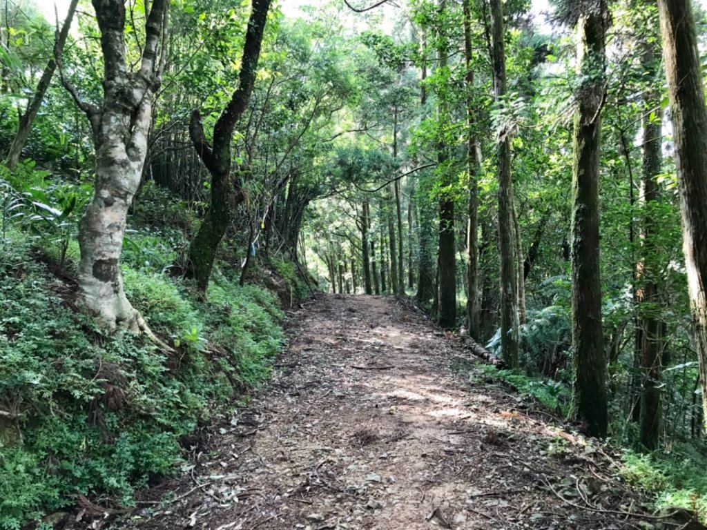 有咖啡香的太和山走坪溪古道_487744