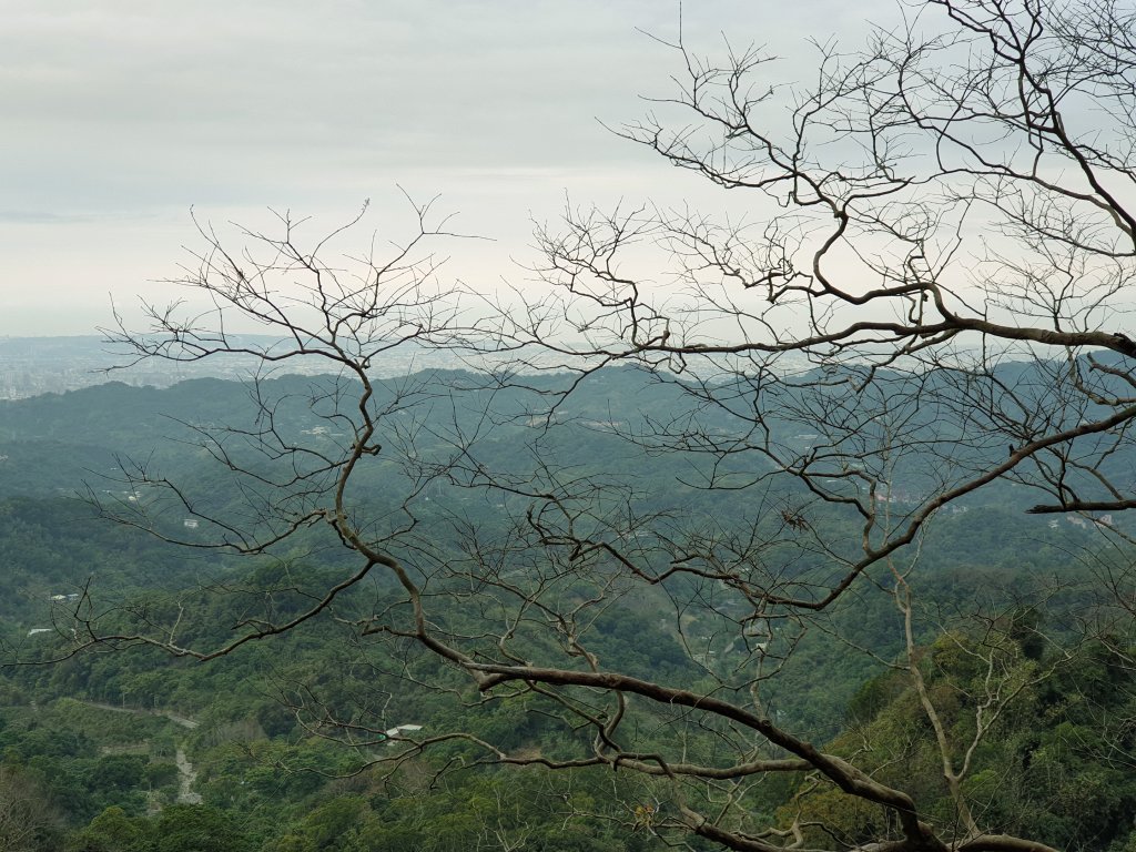 20200129單趟大坑1~5號步道_818146