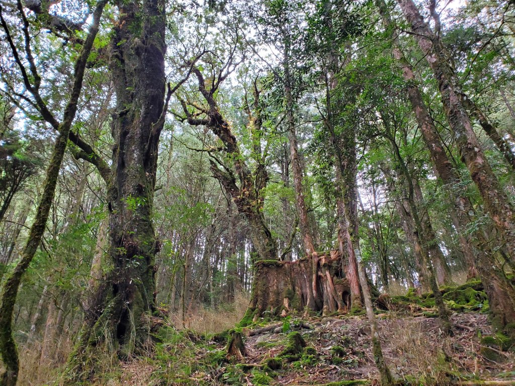 八仙山松鶴線_1170361