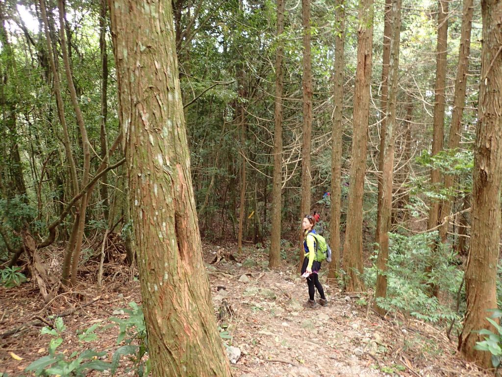 谷關七雄之屋東縱走_157007