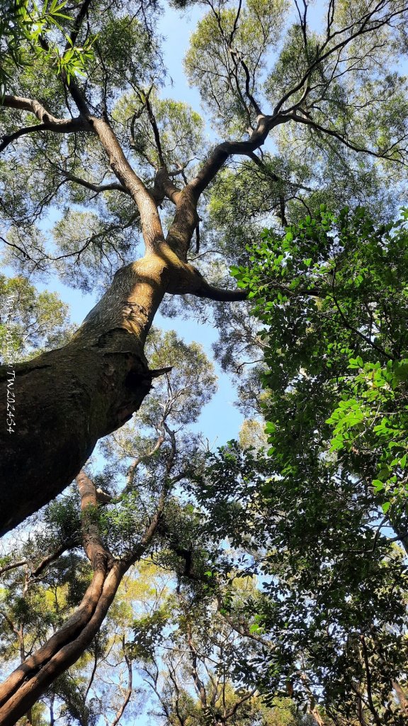 《新竹》湖口老街｜金獅古道O繞茶香及仁和步道20241206_2663752
