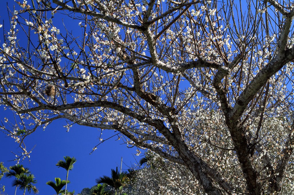 【臺南~楠西】梅嶺賞梅一~觀音步道_1246907