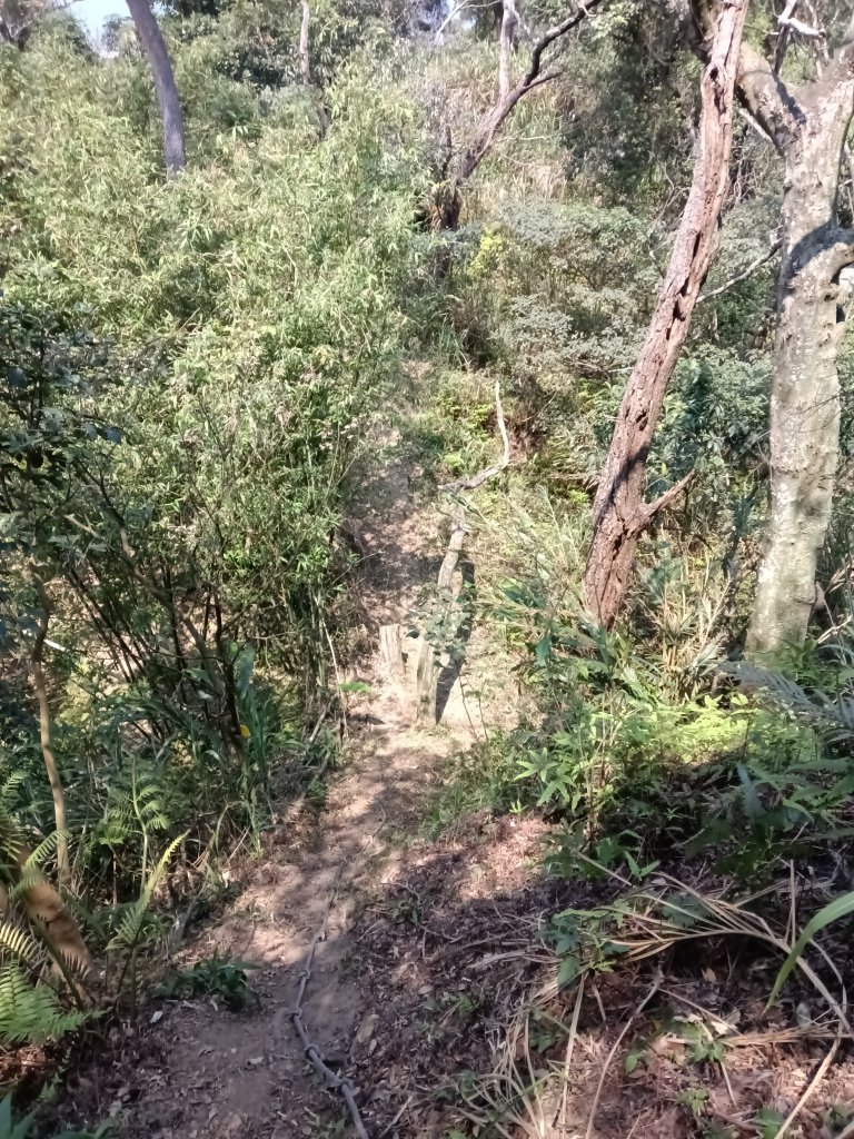 王公坑山血藤花_2746318